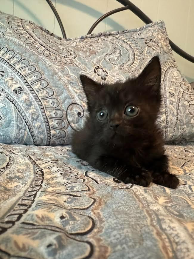 Aladdin, a Adoptable mixed breed in Madison, GA image 5/6