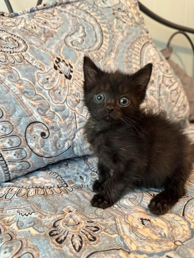 Aladdin, a Adoptable mixed breed in Madison, GA image 6/6