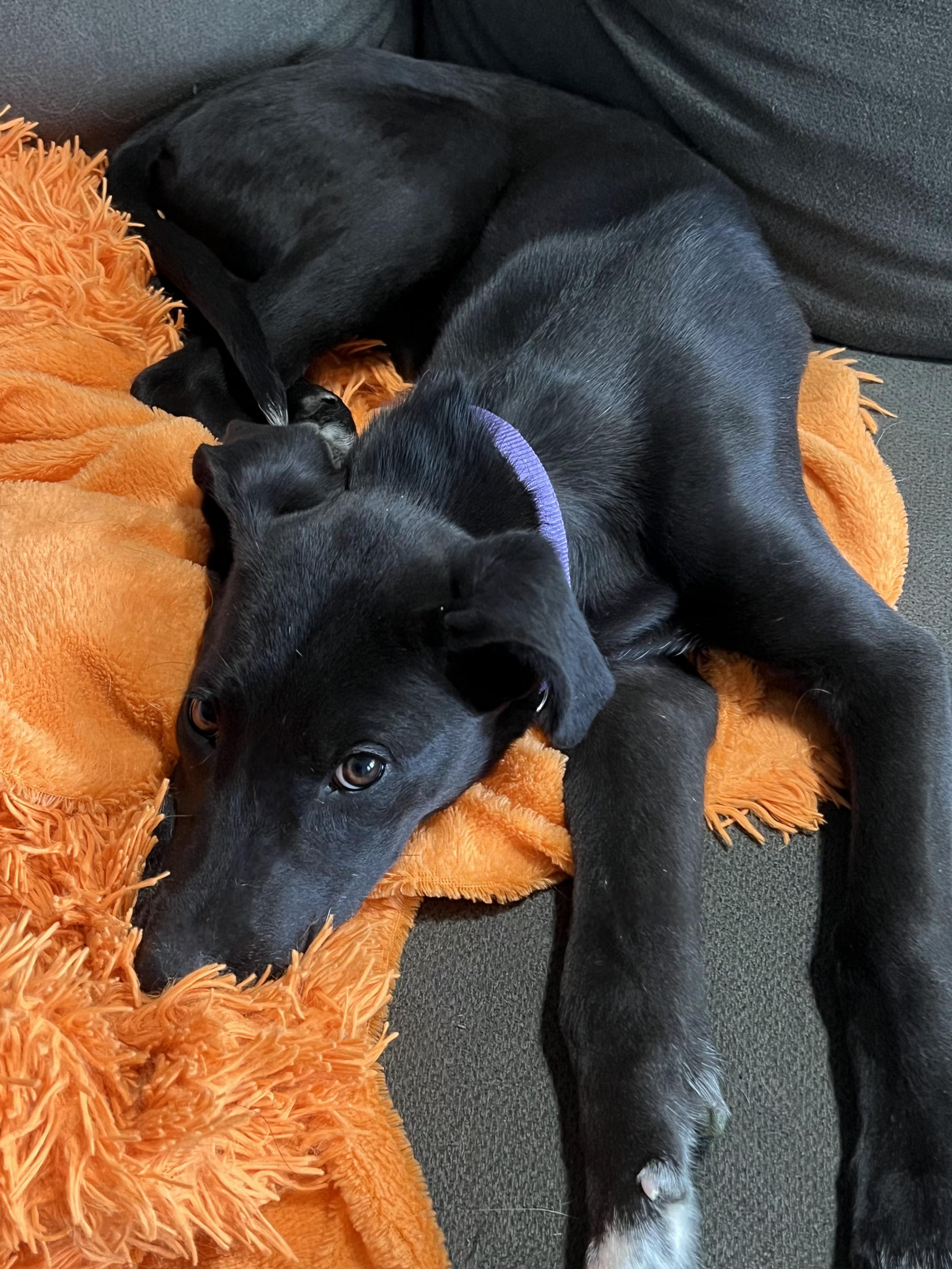 Enlarge Kai, a ADOPTABLE mixed breed in Lincoln, NE image 3/6