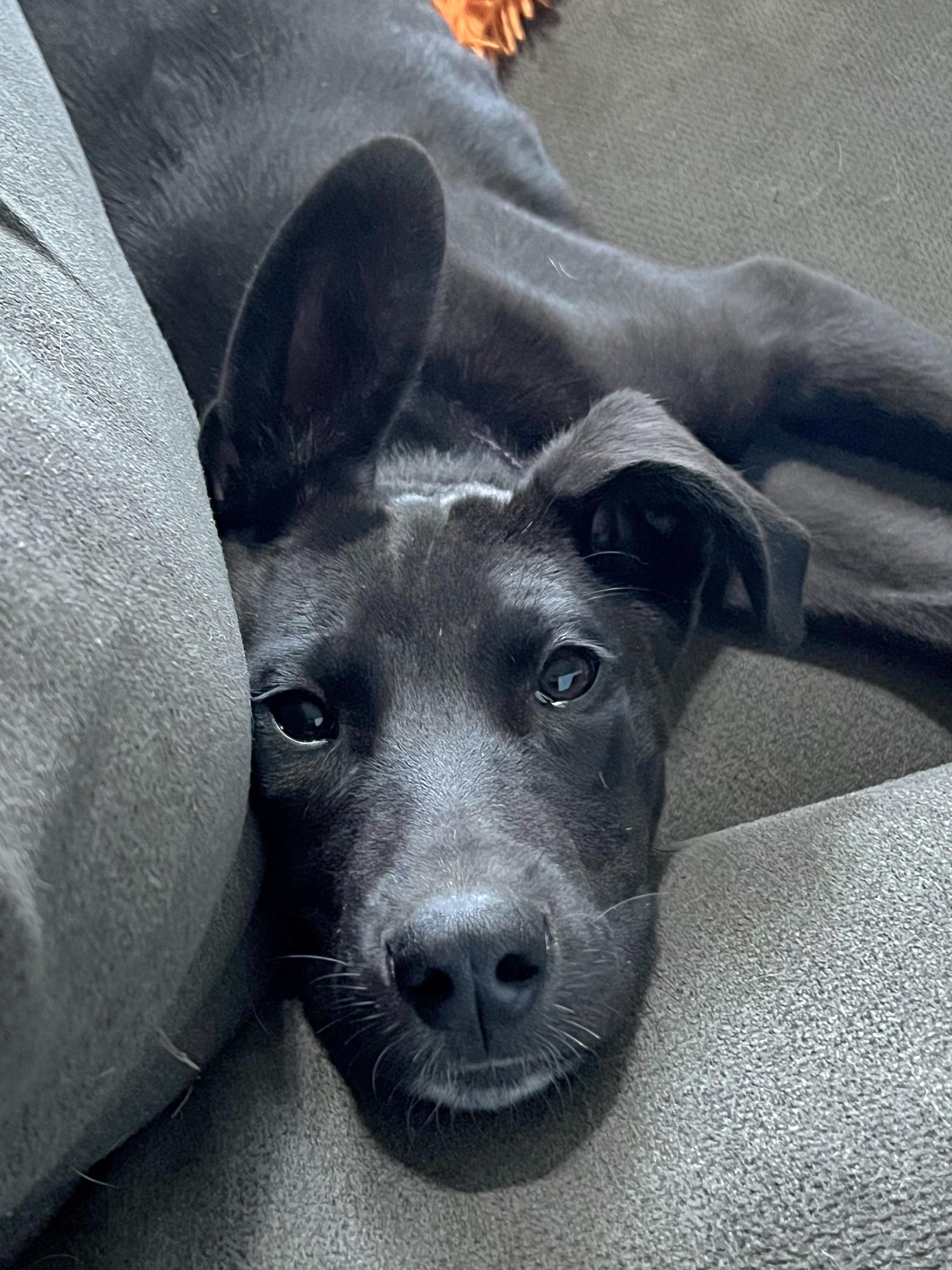 Enlarge Kai, a ADOPTABLE mixed breed in Lincoln, NE image 1/6