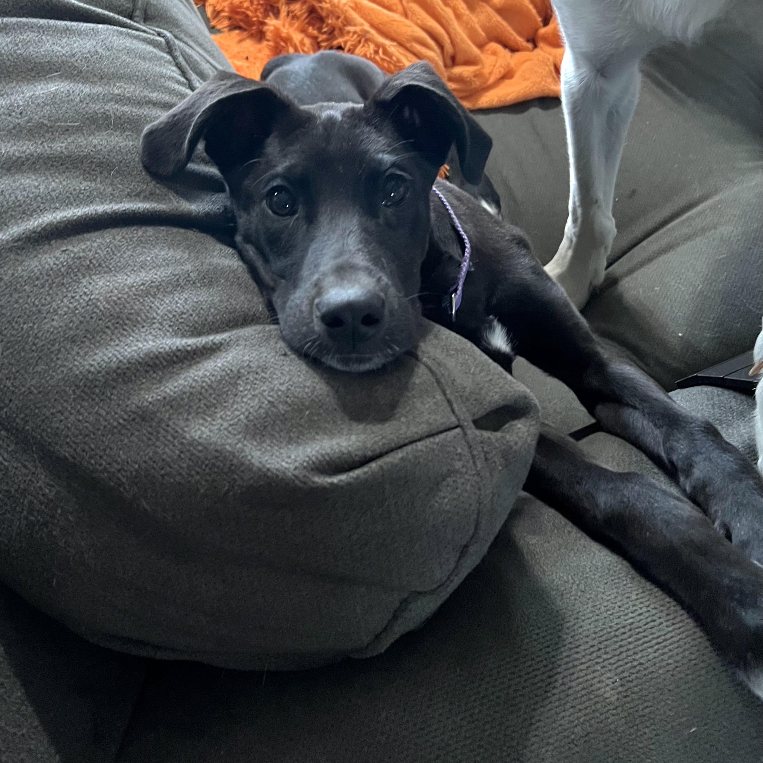 Enlarge Kai, a ADOPTABLE mixed breed in Lincoln, NE image 5/6