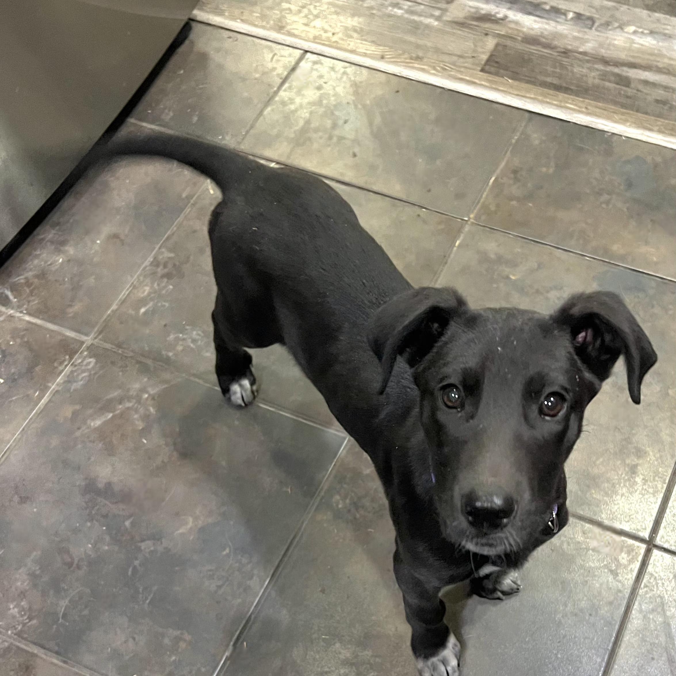 Enlarge Kai, a ADOPTABLE mixed breed in Lincoln, NE image 2/6