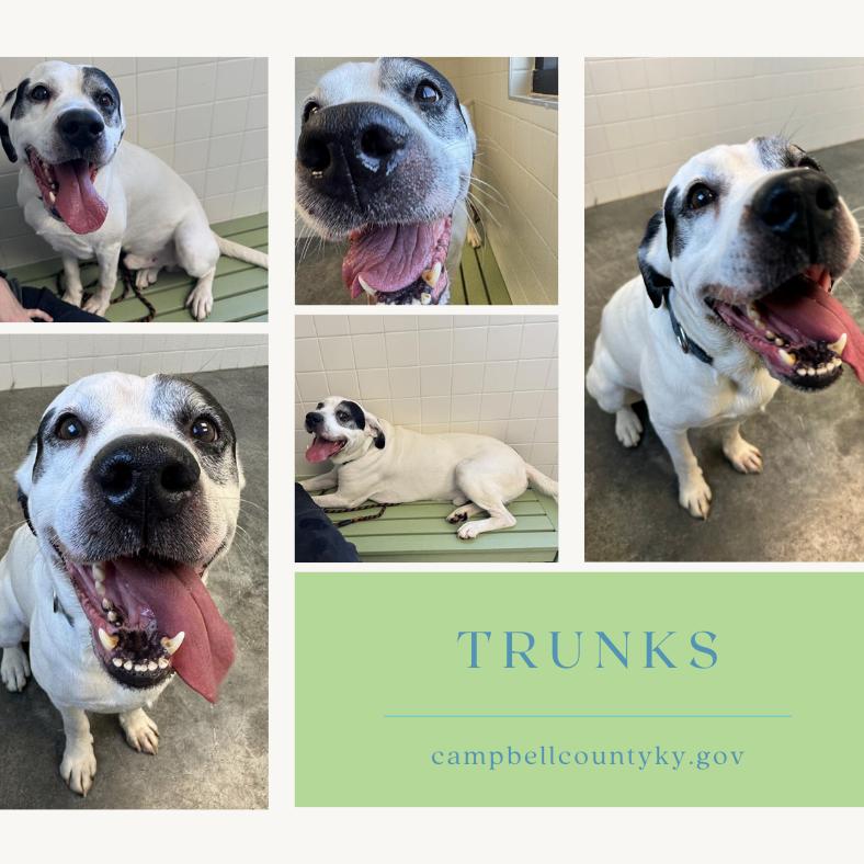 Enlarge Trunks, a Adoptable Mixed Breed in Melbourne, KY image 1/6