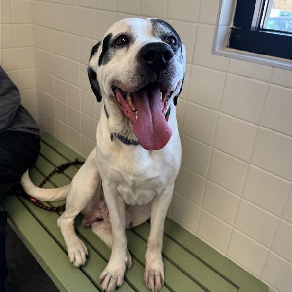 Enlarge Trunks, a Adoptable Mixed Breed in Melbourne, KY image 2/6