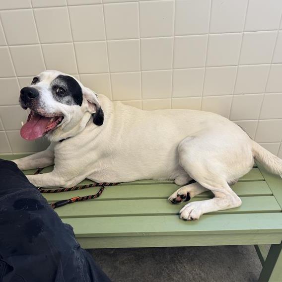 Enlarge Trunks, a Adoptable Mixed Breed in Melbourne, KY image 3/6