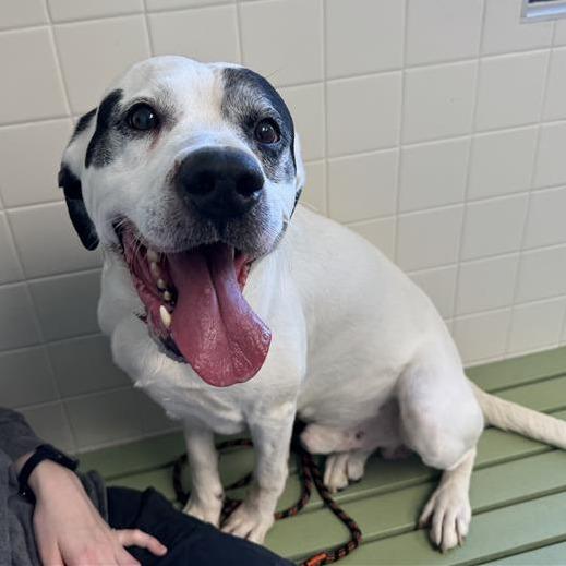 Enlarge Trunks, a Adoptable Mixed Breed in Melbourne, KY image 4/6
