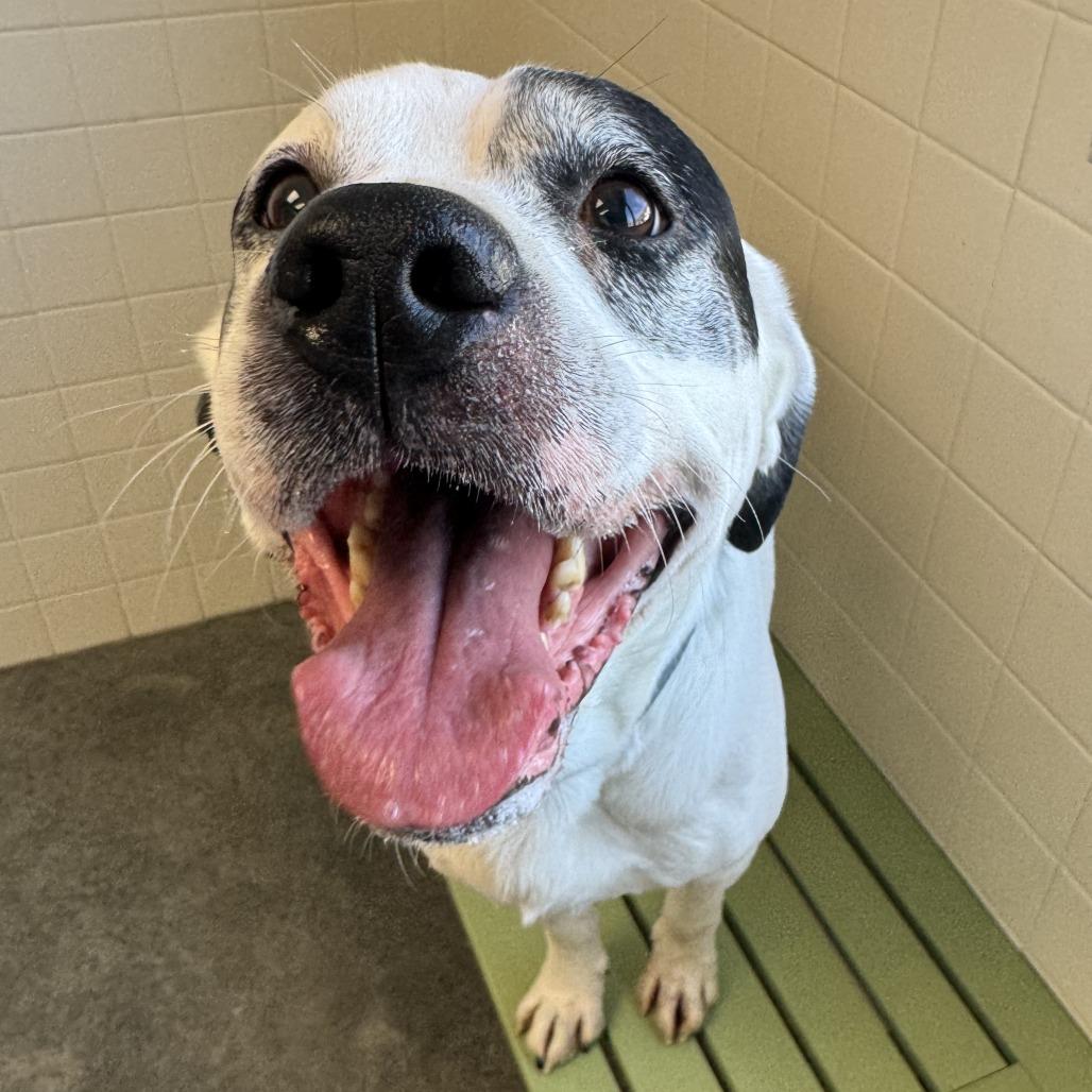 Enlarge Trunks, a Adoptable Mixed Breed in Melbourne, KY image 5/6