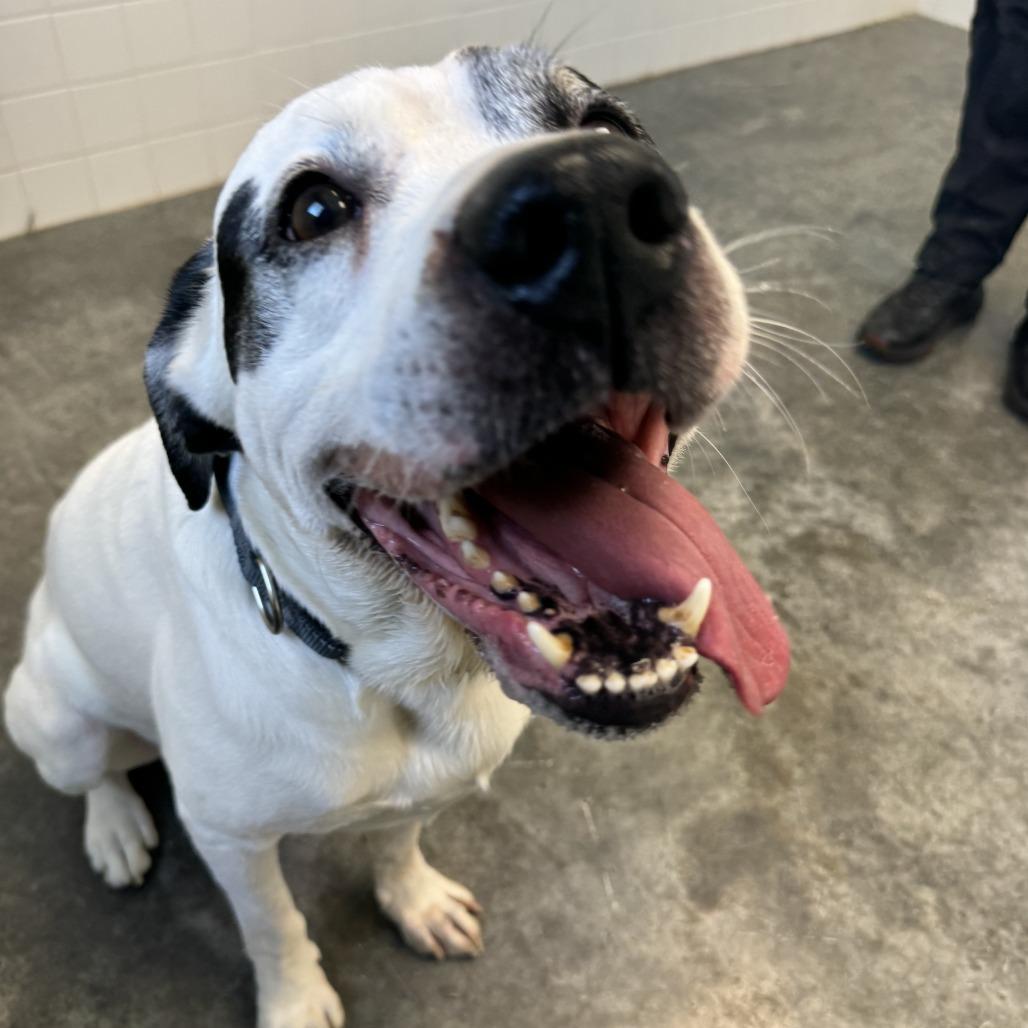 Enlarge Trunks, a Adoptable Mixed Breed in Melbourne, KY image 6/6