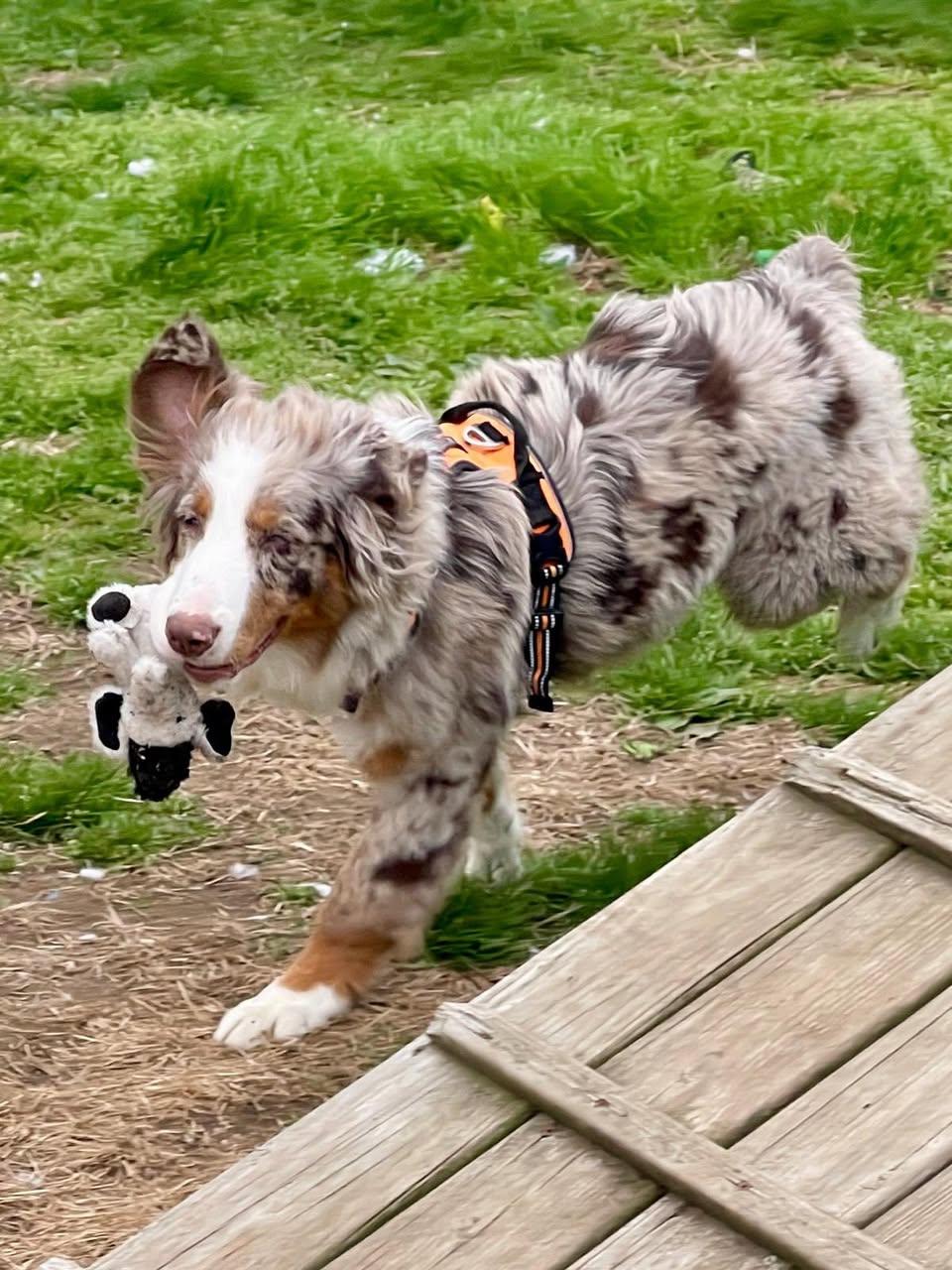 Enlarge Yoshi, an adopted Australian Shepherd in Freeport, NY image 3/4