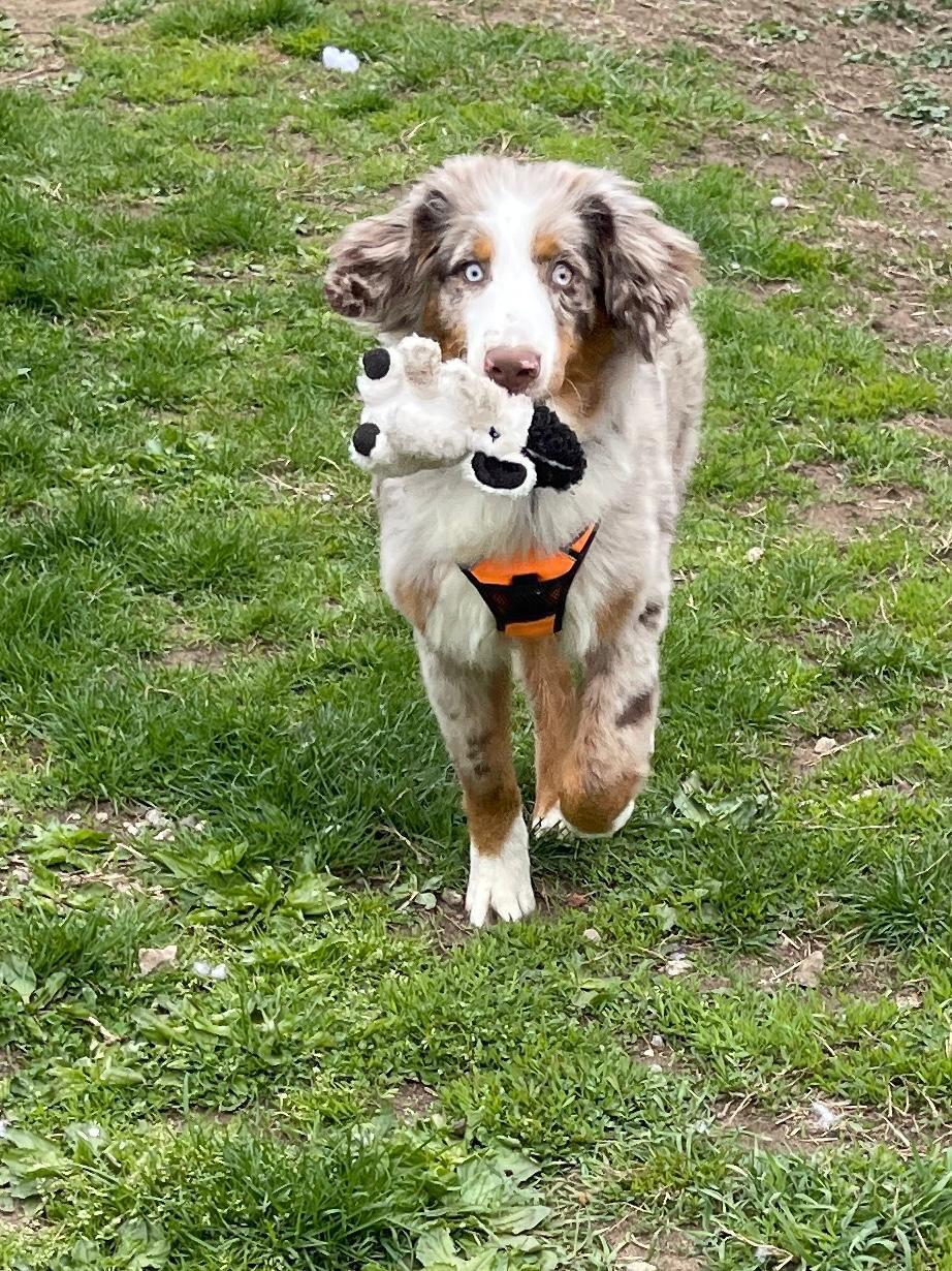 Enlarge Yoshi, an adopted Australian Shepherd in Freeport, NY image 4/4