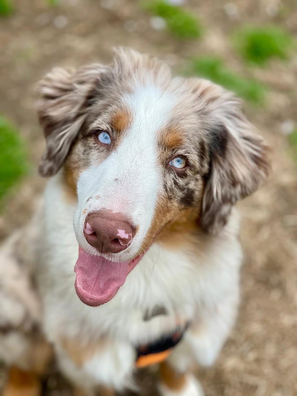 Enlarge Yoshi, an adopted Australian Shepherd in Freeport, NY image 1/4