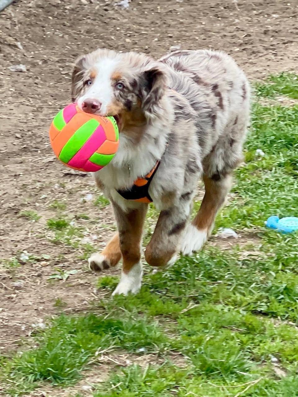 Enlarge Yoshi, an adopted Australian Shepherd in Freeport, NY image 2/4