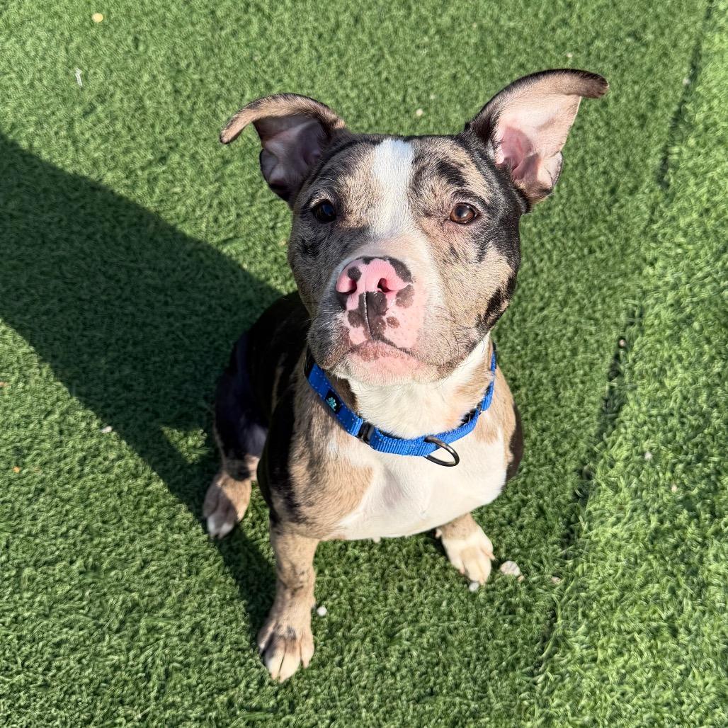 Lafayette, Adoptable, Young Male Mixed Breed.