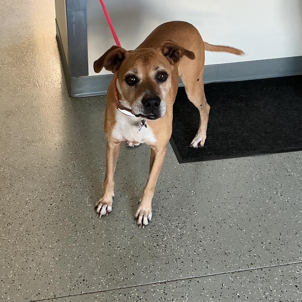 Joe, Adoptable, Senior Male Boxer & Mixed Breed.