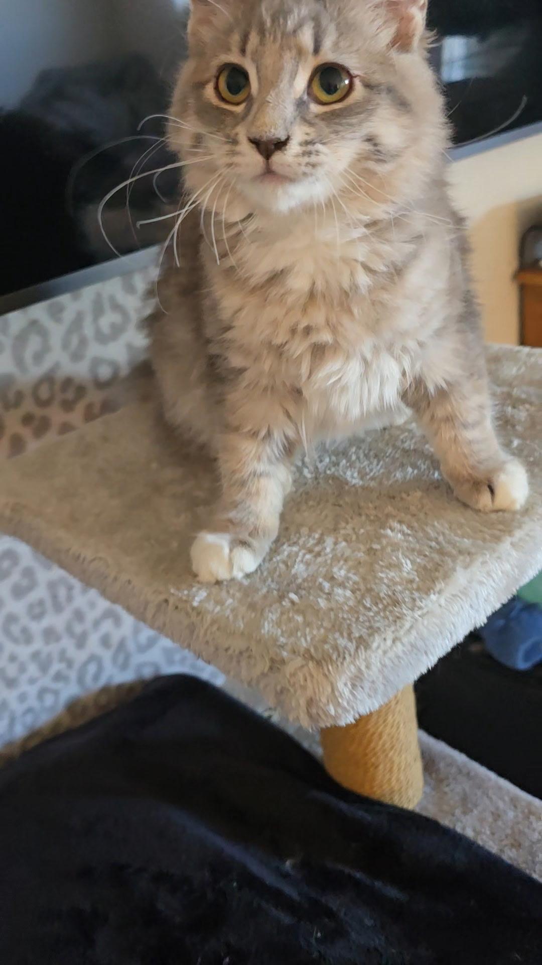 Enlarge Miss Demeanor, an adoption pending Domestic Medium Hair in Gardnerville, NV image 2/6