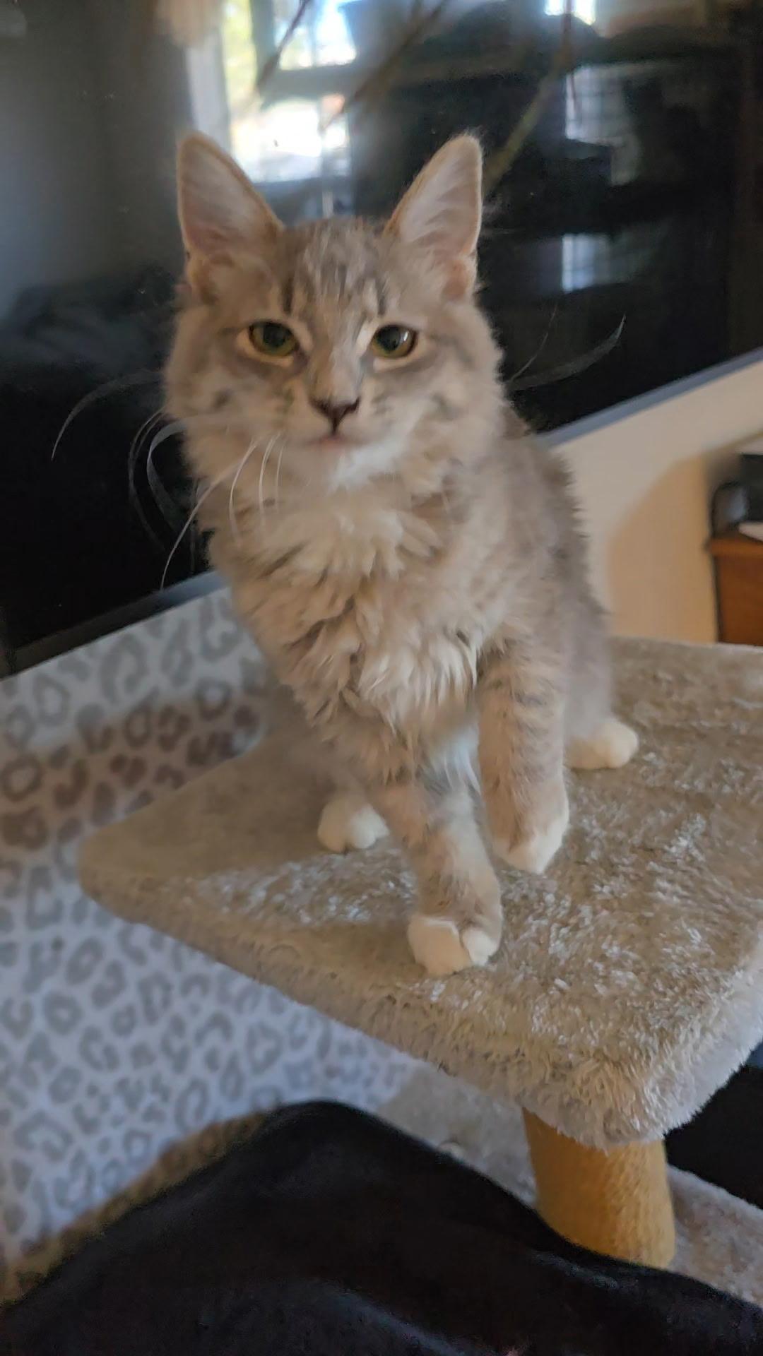 Enlarge Miss Demeanor, an adoption pending Domestic Medium Hair in Gardnerville, NV image 3/6