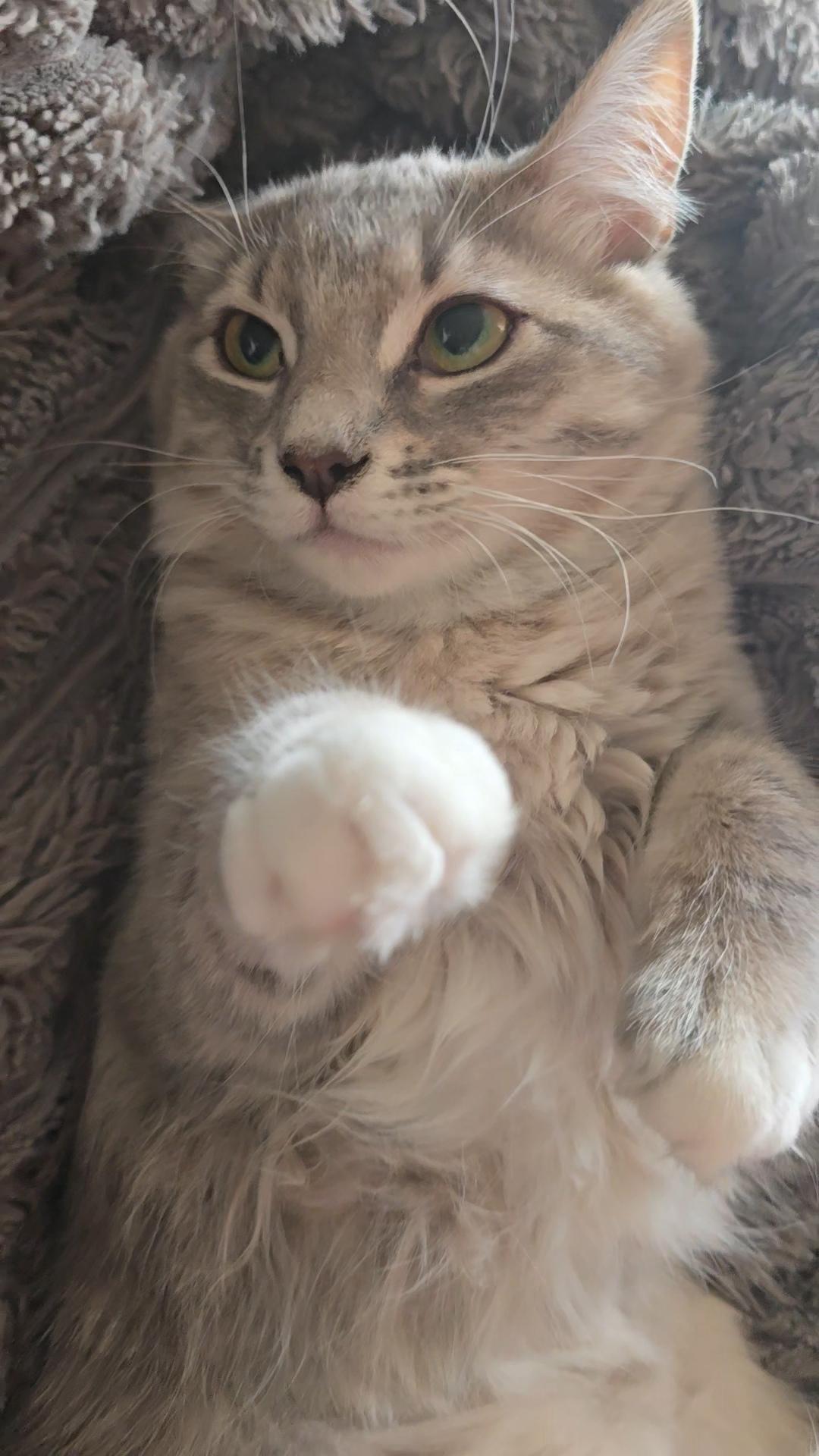 Enlarge Miss Demeanor, an adoption pending Domestic Medium Hair in Gardnerville, NV image 6/6