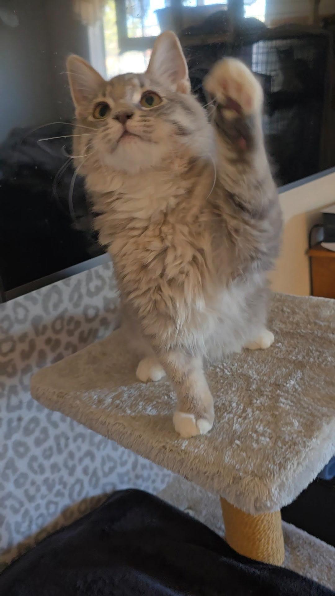 Enlarge Miss Demeanor, an adoption pending Domestic Medium Hair in Gardnerville, NV image 4/6