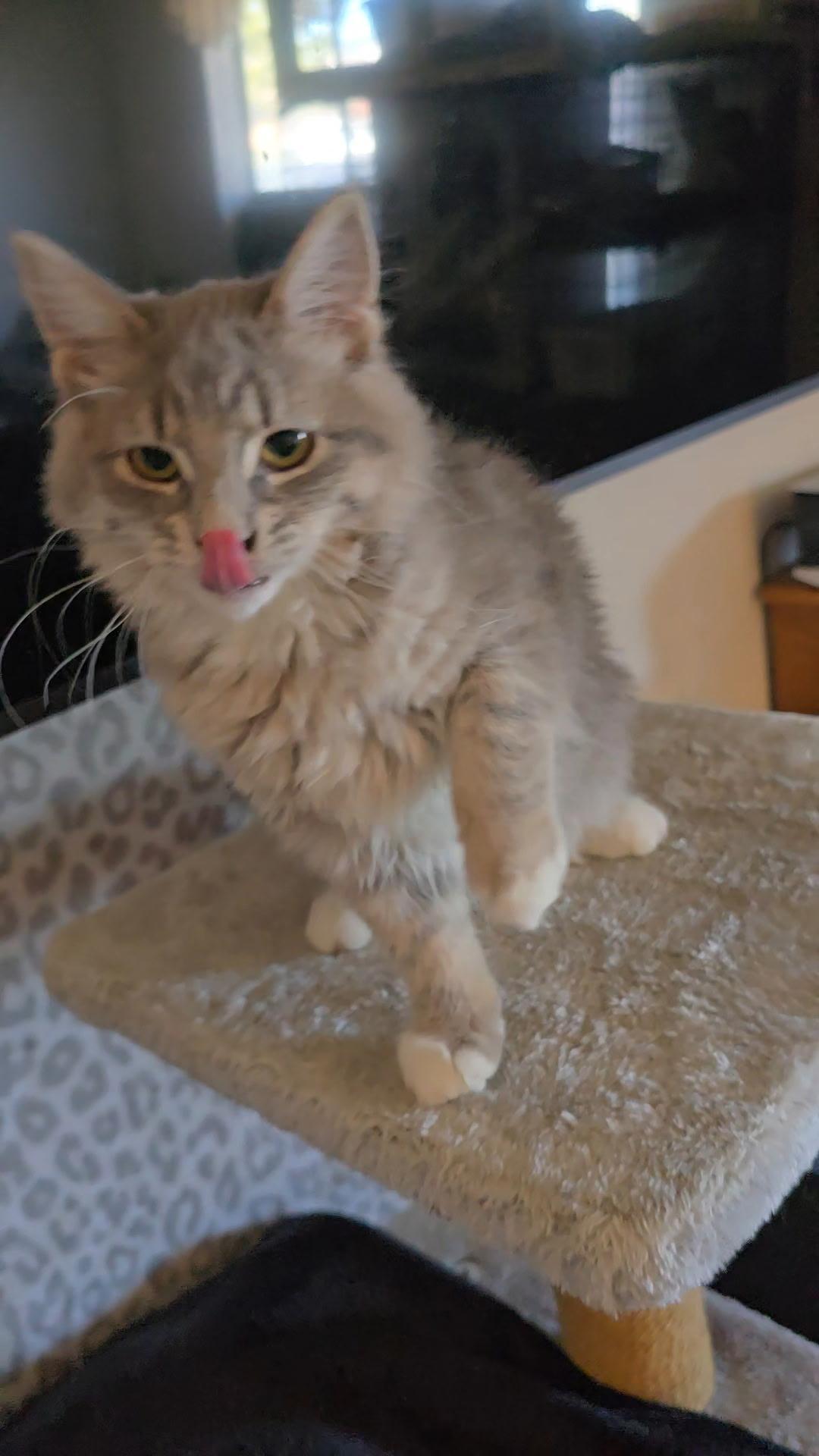 Enlarge Miss Demeanor, an adoption pending Domestic Medium Hair in Gardnerville, NV image 5/6