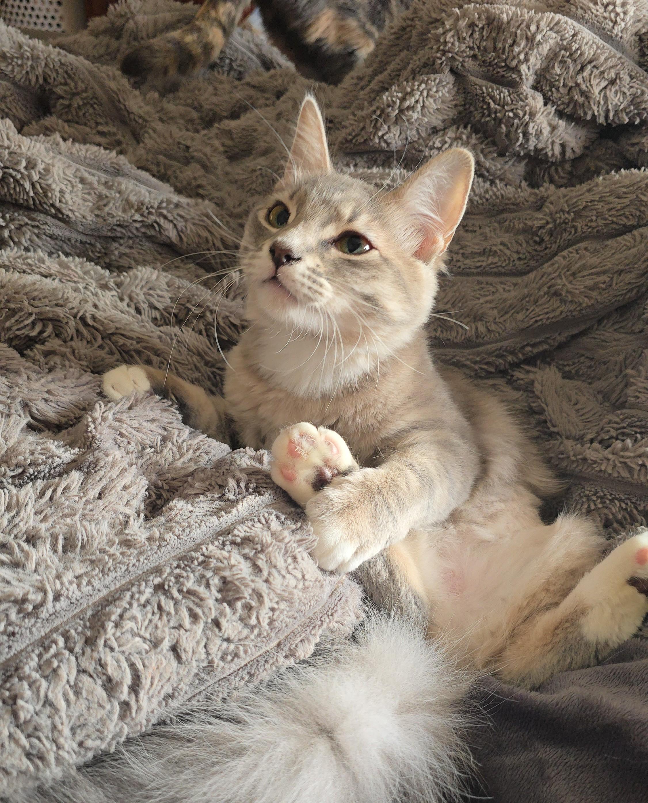 Enlarge Miss Demeanor, an adoption pending Domestic Medium Hair in Gardnerville, NV image 1/6