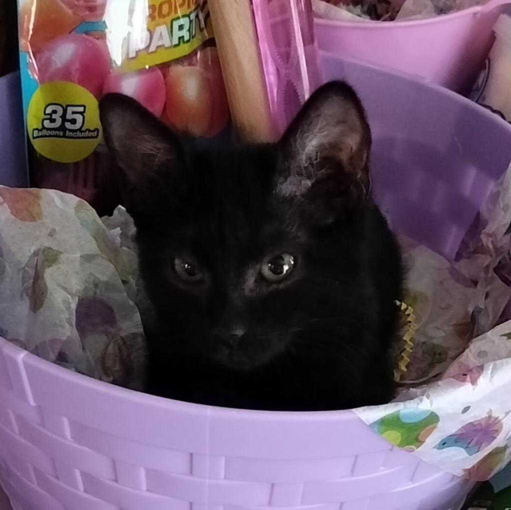 Bunny, Adoptable, Kitten Female Domestic Short Hair.
