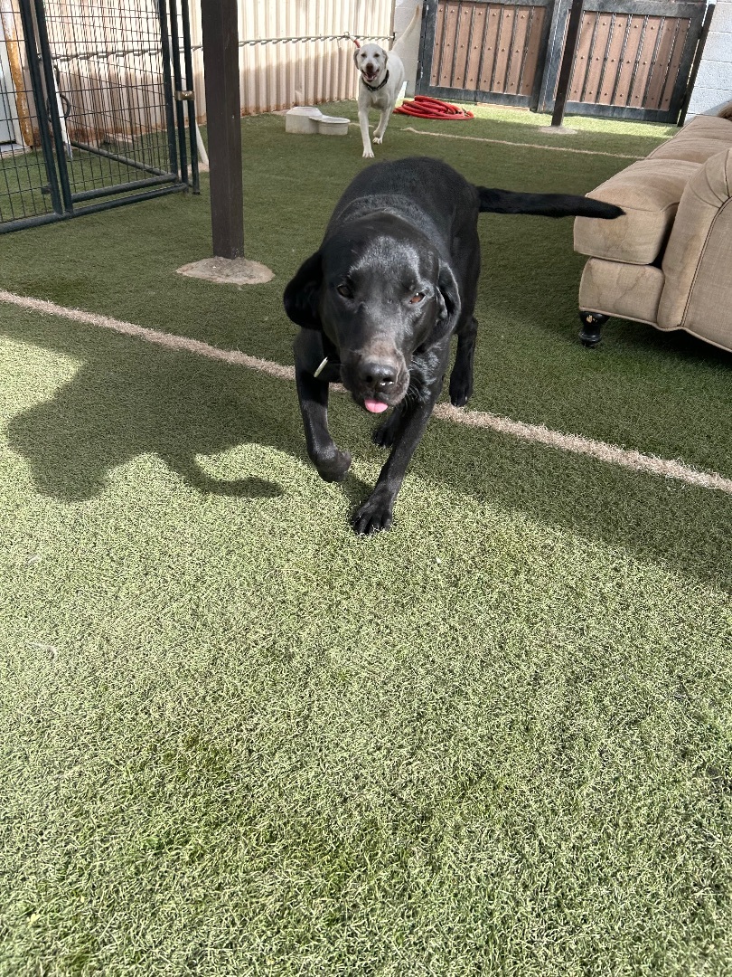 Snoopy, Adopted, Young Male Black Labrador Retriever.