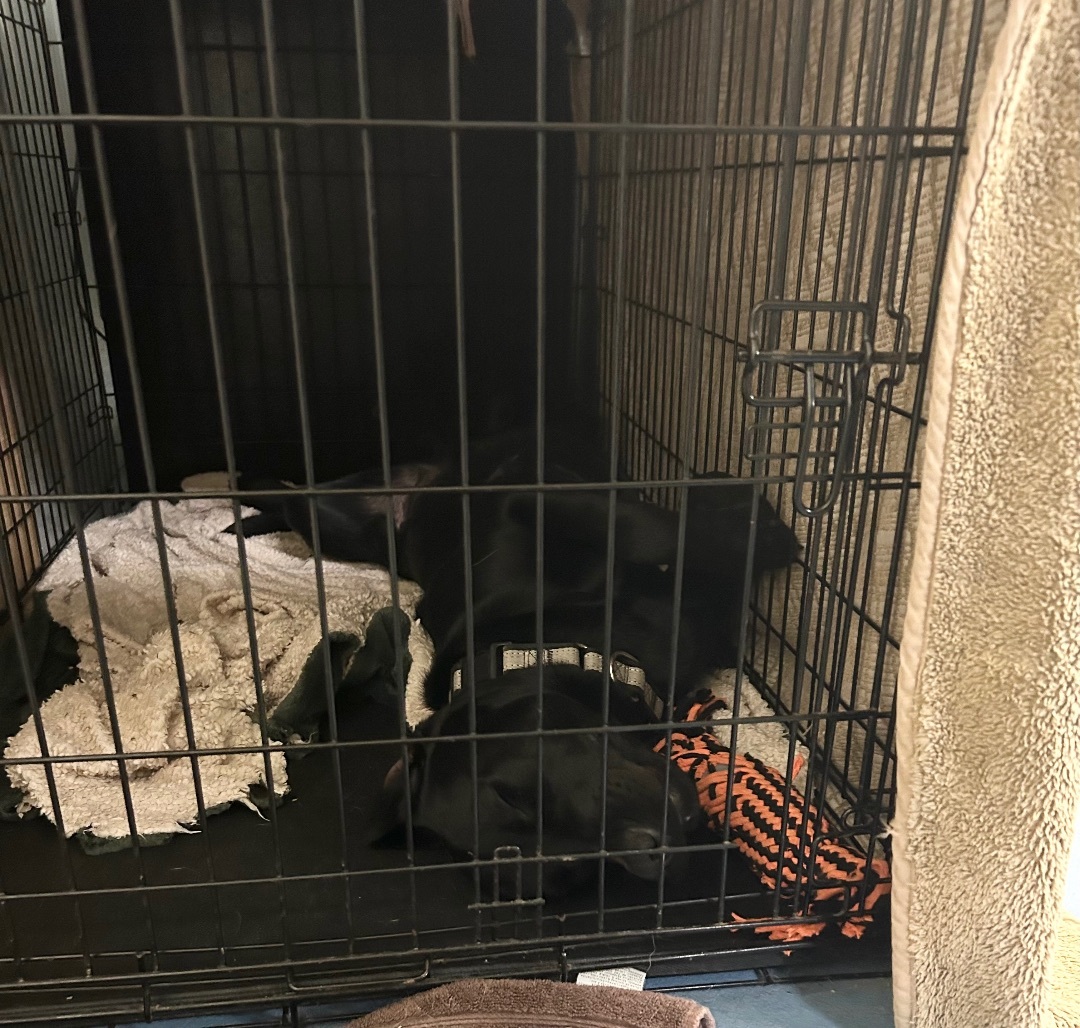 Snoopy, a Adopted Black Labrador Retriever in Queen Creek, AZ image 3/4