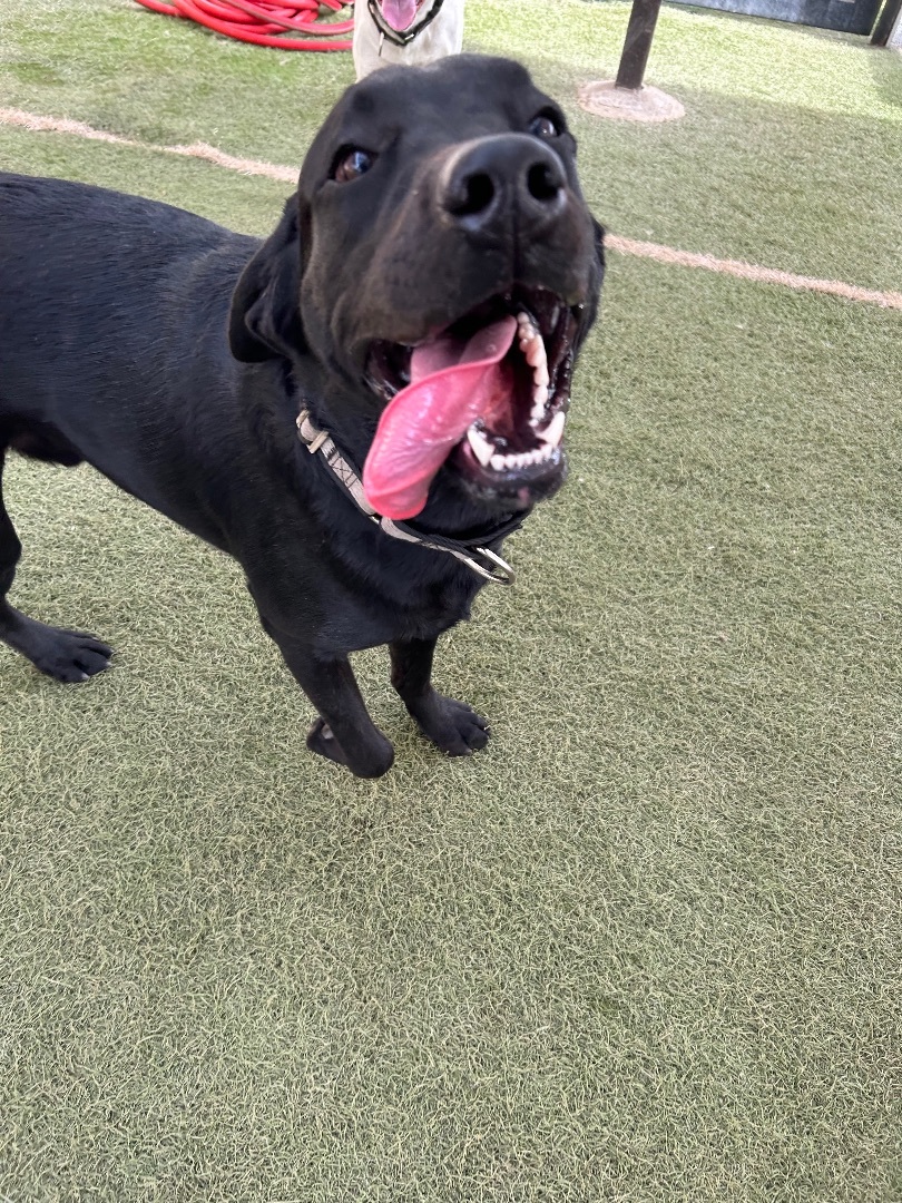 Snoopy, a Adopted Black Labrador Retriever in Queen Creek, AZ image 4/4
