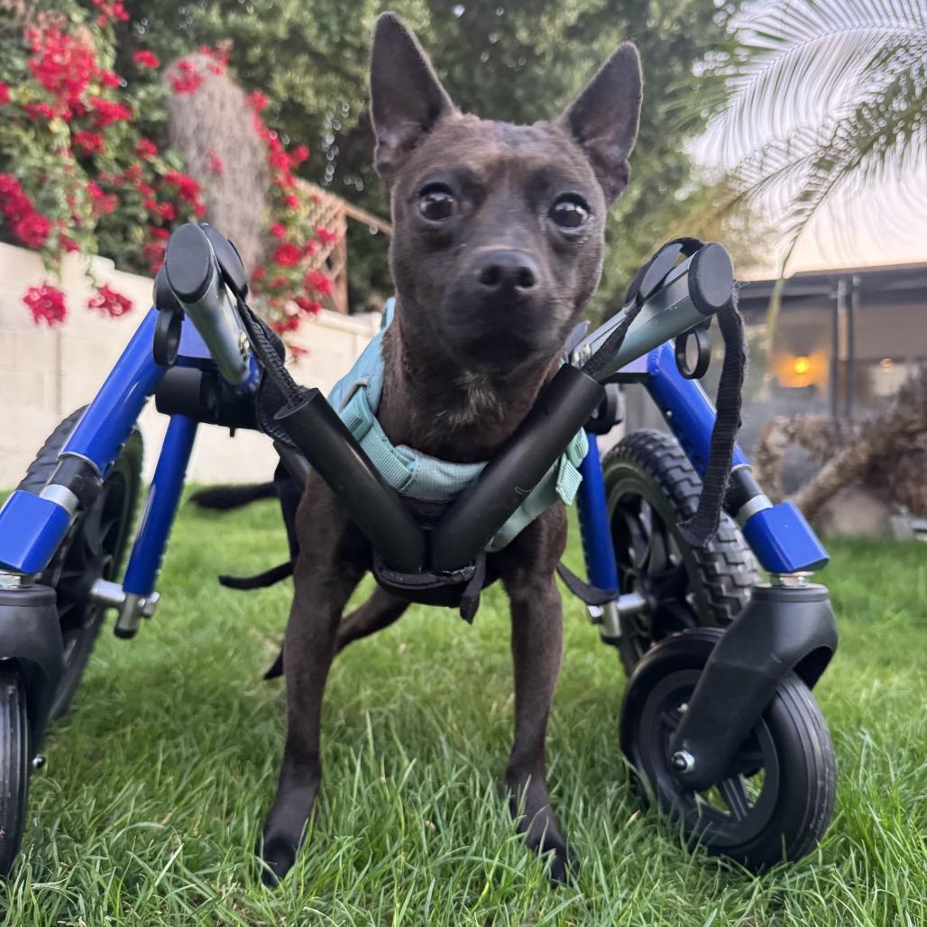 Aiko, Adoptable, Adult Male Chihuahua.