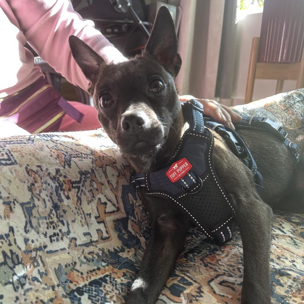 Enlarge Aiko, a Adoptable Chihuahua in Phoenix, AZ image 3/5