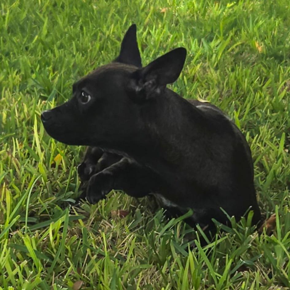 Enlarge Aiko, a Adoptable Chihuahua in Phoenix, AZ image 4/5