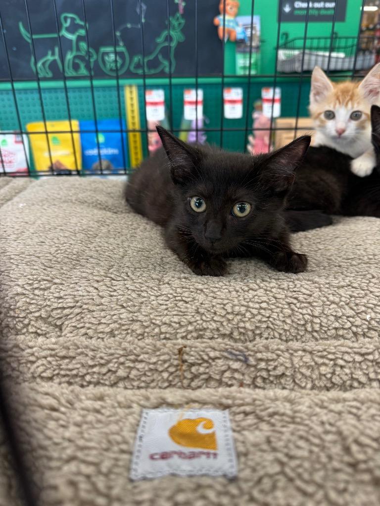 Evan, Adoptable, Young Male Domestic Short Hair.