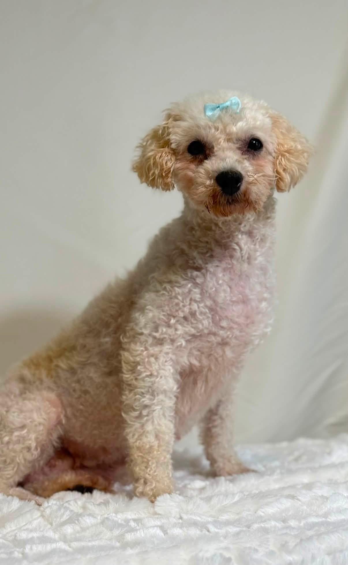 Vayda, a Adoptable mixed breed in New Stanton, PA image 1/3