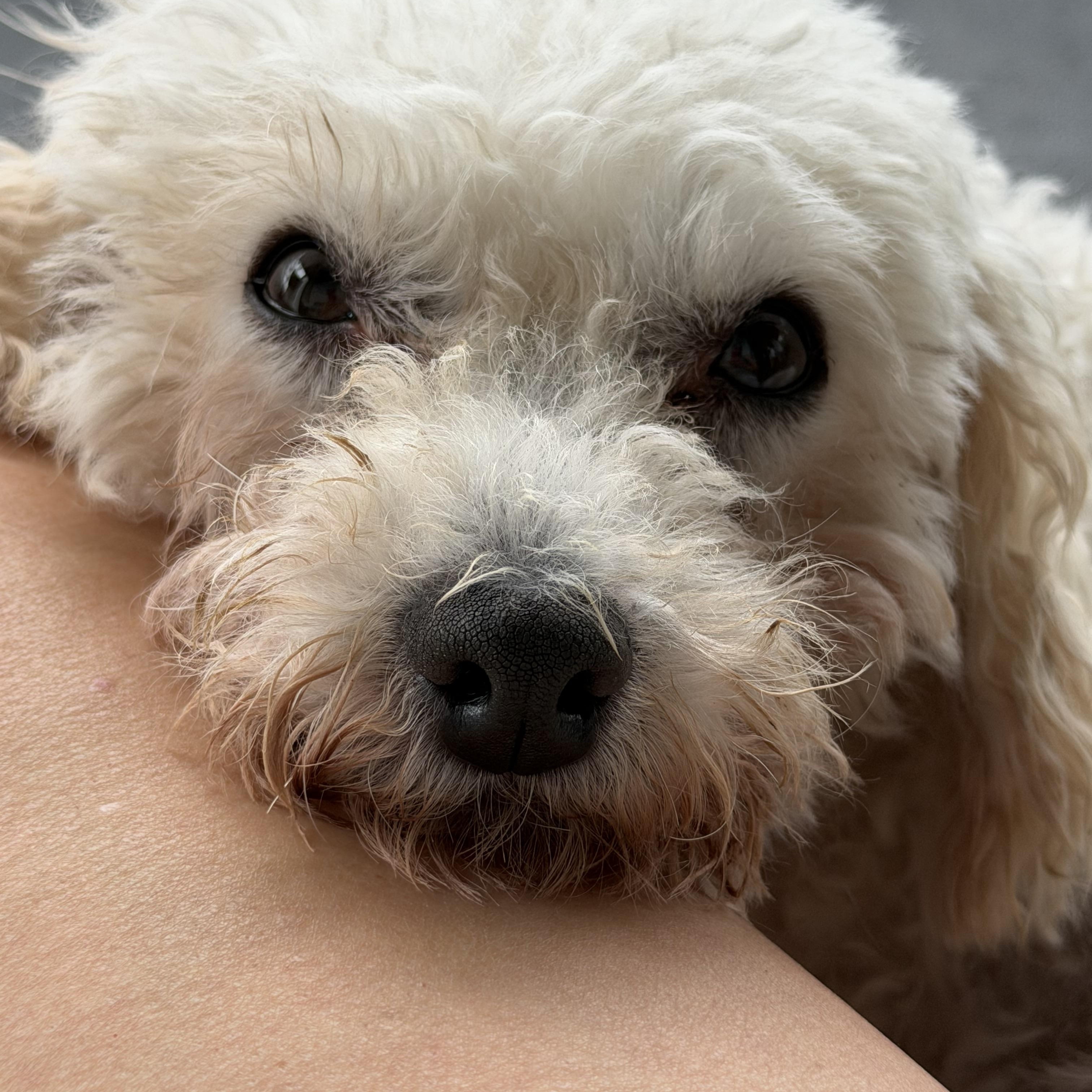 Vayda, a Adoptable mixed breed in New Stanton, PA image 2/3