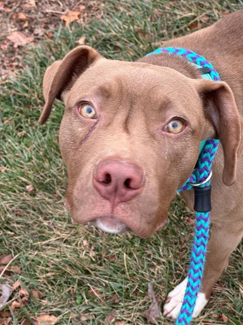 SCOOB, Adoptable, Young Male Labrador Retriever & Mixed Breed.