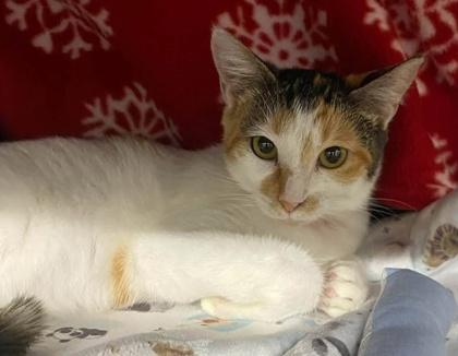 Smithers, Adoptable, Kitten Female Domestic Short Hair & Domestic Short Hair.