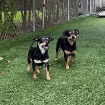 Enlarge Bobby and Gorda - FOSTER TO ADOPT (BONDED PAIR), a ADOPTABLE Chihuahua in Miami, FL image 3/3