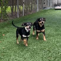 Bobby and Gorda - FOSTER TO ADOPT (BONDED PAIR), ADOPTABLE, Adult Male Chihuahua.