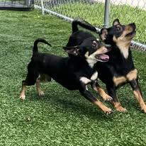 Enlarge Bobby and Gorda - FOSTER TO ADOPT (BONDED PAIR), a ADOPTABLE Chihuahua in Miami, FL image 2/3