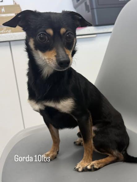 Enlarge Bobby and Gorda - FOSTER TO ADOPT (BONDED PAIR), a Adoptable Chihuahua in Miami, FL image 5/5
