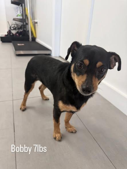 Enlarge Bobby and Gorda - FOSTER TO ADOPT (BONDED PAIR), a Adoptable Chihuahua in Miami, FL image 4/5