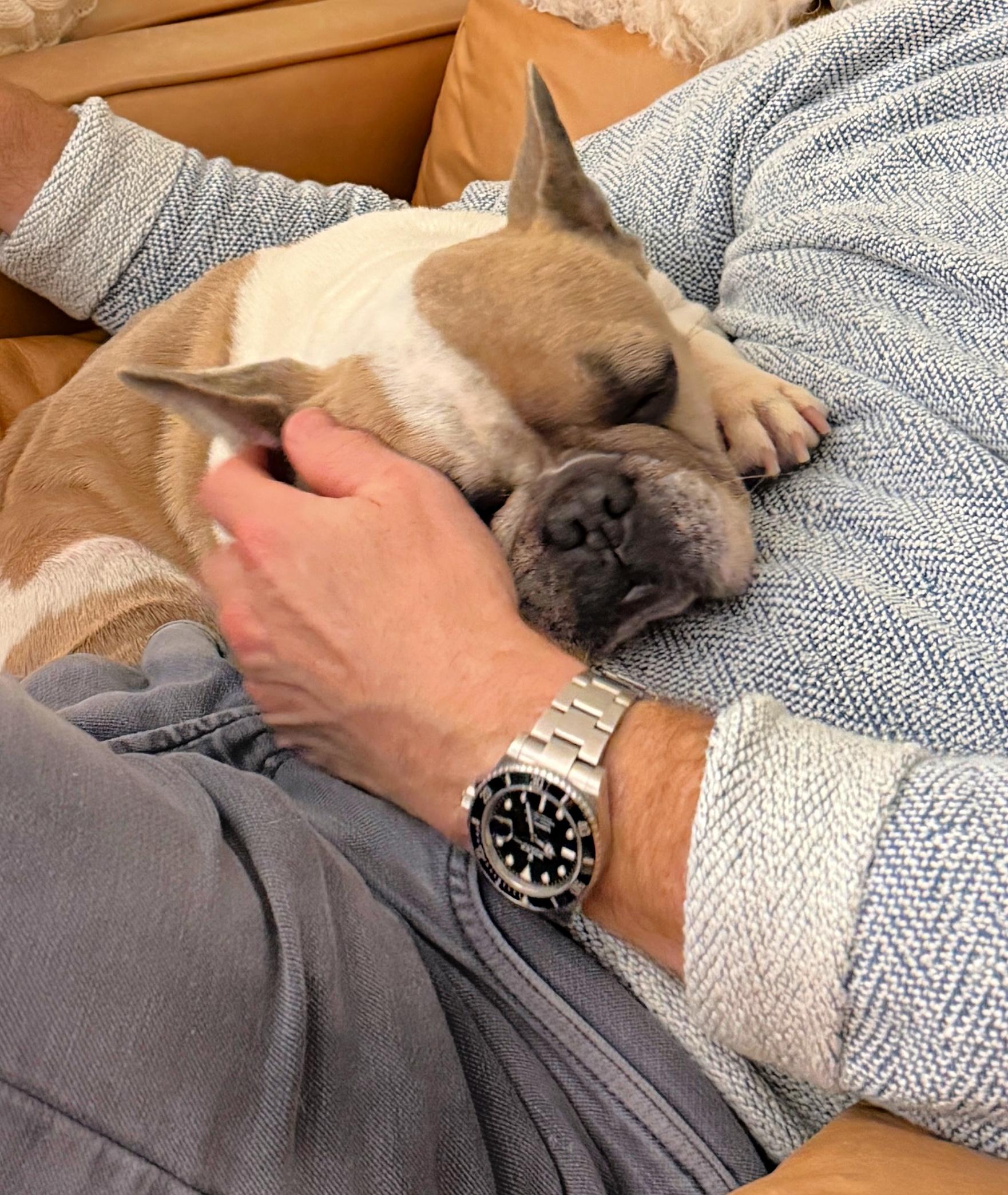 Enlarge Romy loves to cuddle!, a ADOPTABLE French Bulldog in Redondo Beach, CA image 3/6