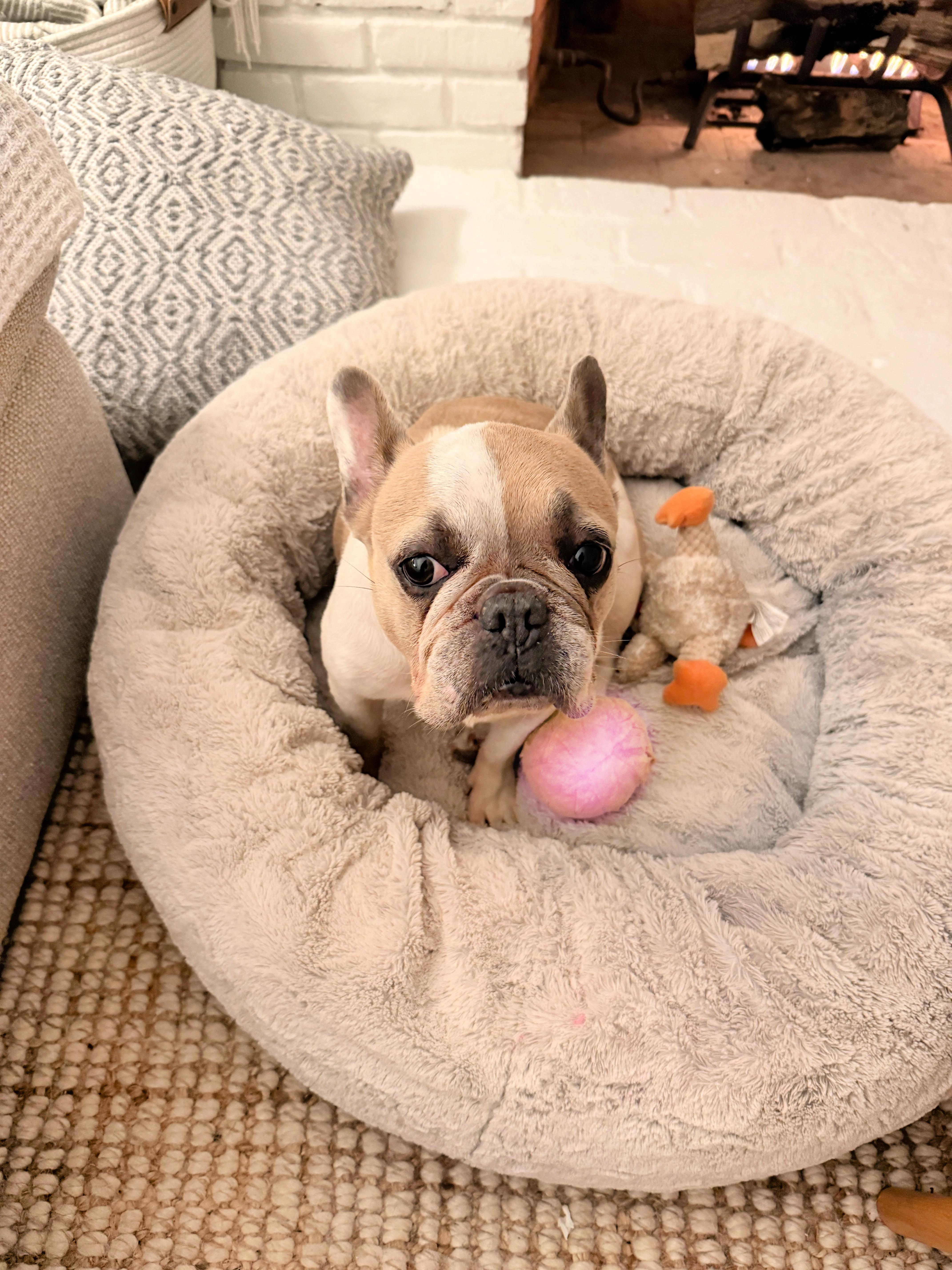 Enlarge Romy loves to cuddle!, a ADOPTABLE French Bulldog in Redondo Beach, CA image 2/6