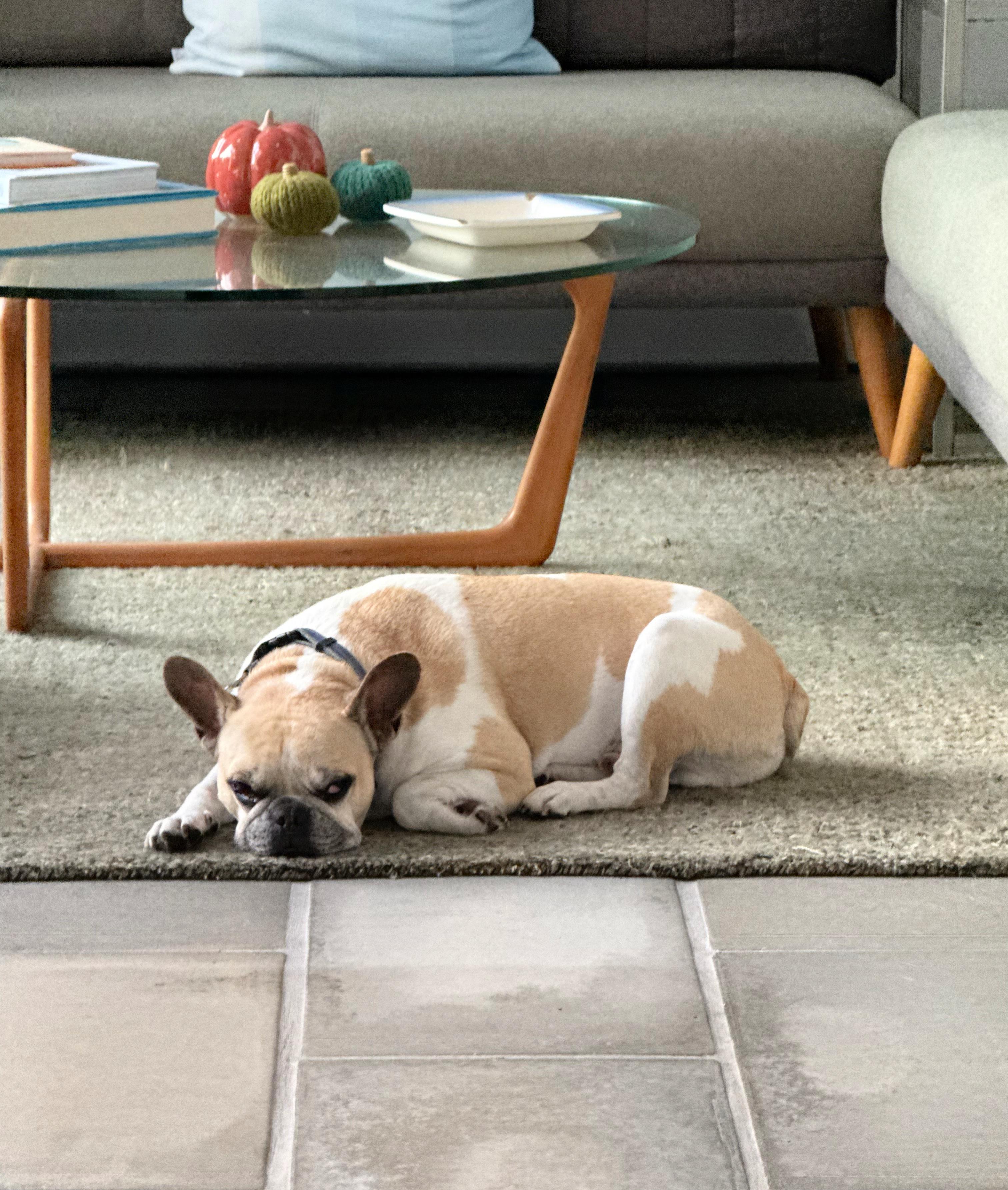 Enlarge Romy loves to cuddle!, a ADOPTABLE French Bulldog in Redondo Beach, CA image 4/6