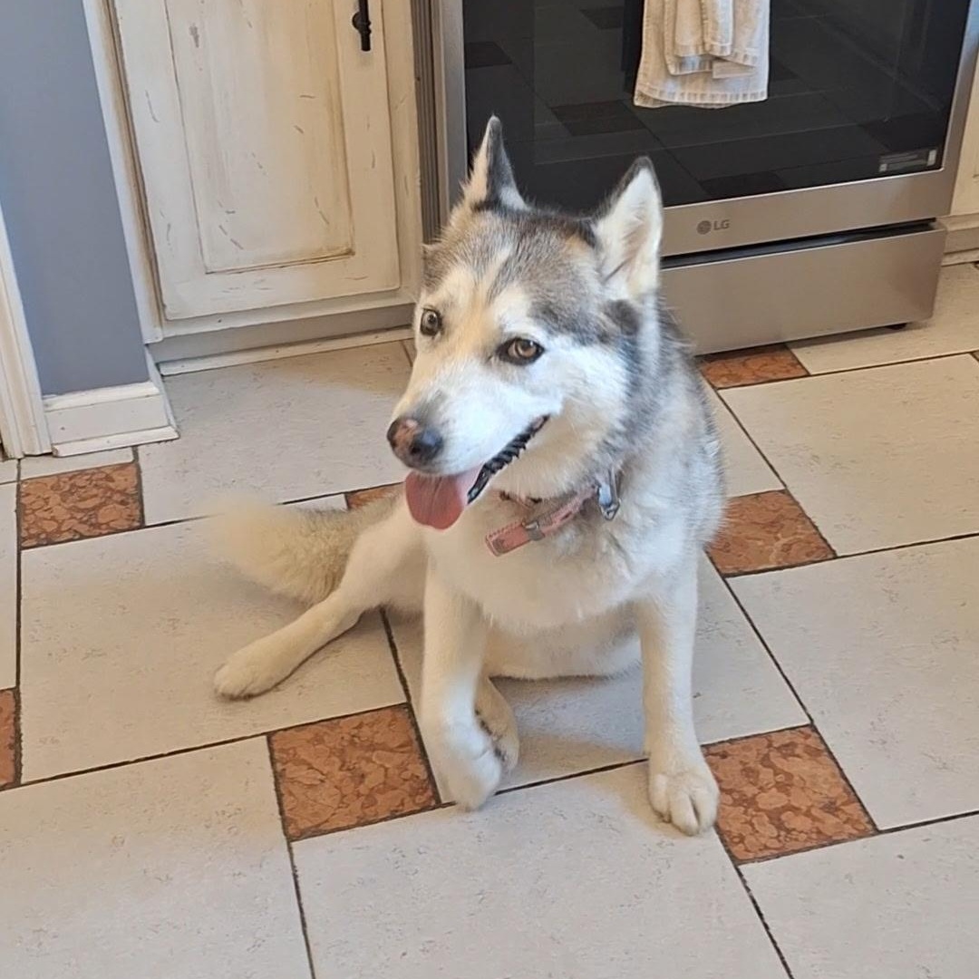 Enlarge Moxley, an adopted Siberian Husky in Brentwood, TN image 4/5