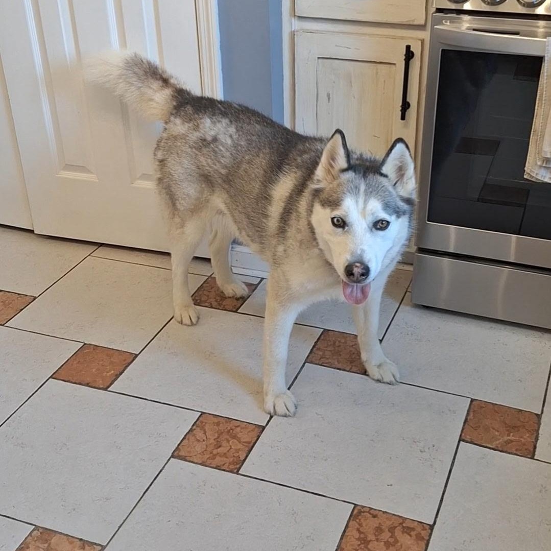 Enlarge Moxley, an adopted Siberian Husky in Brentwood, TN image 5/5