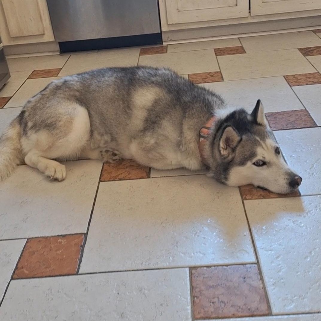 Enlarge Moxley, an adopted Siberian Husky in Brentwood, TN image 2/5