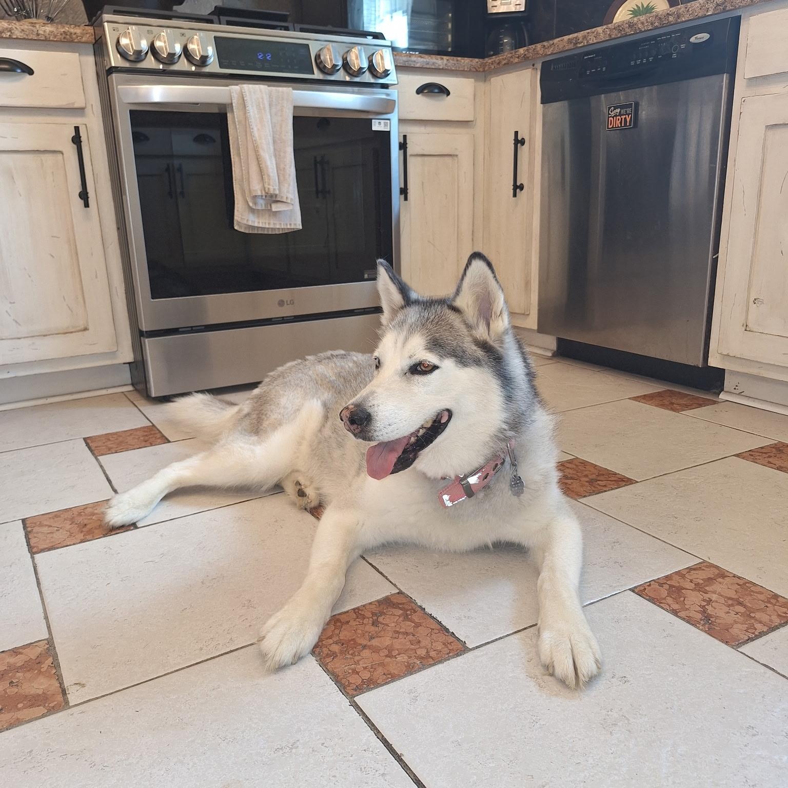 Enlarge Moxley, an adopted Siberian Husky in Brentwood, TN image 1/5