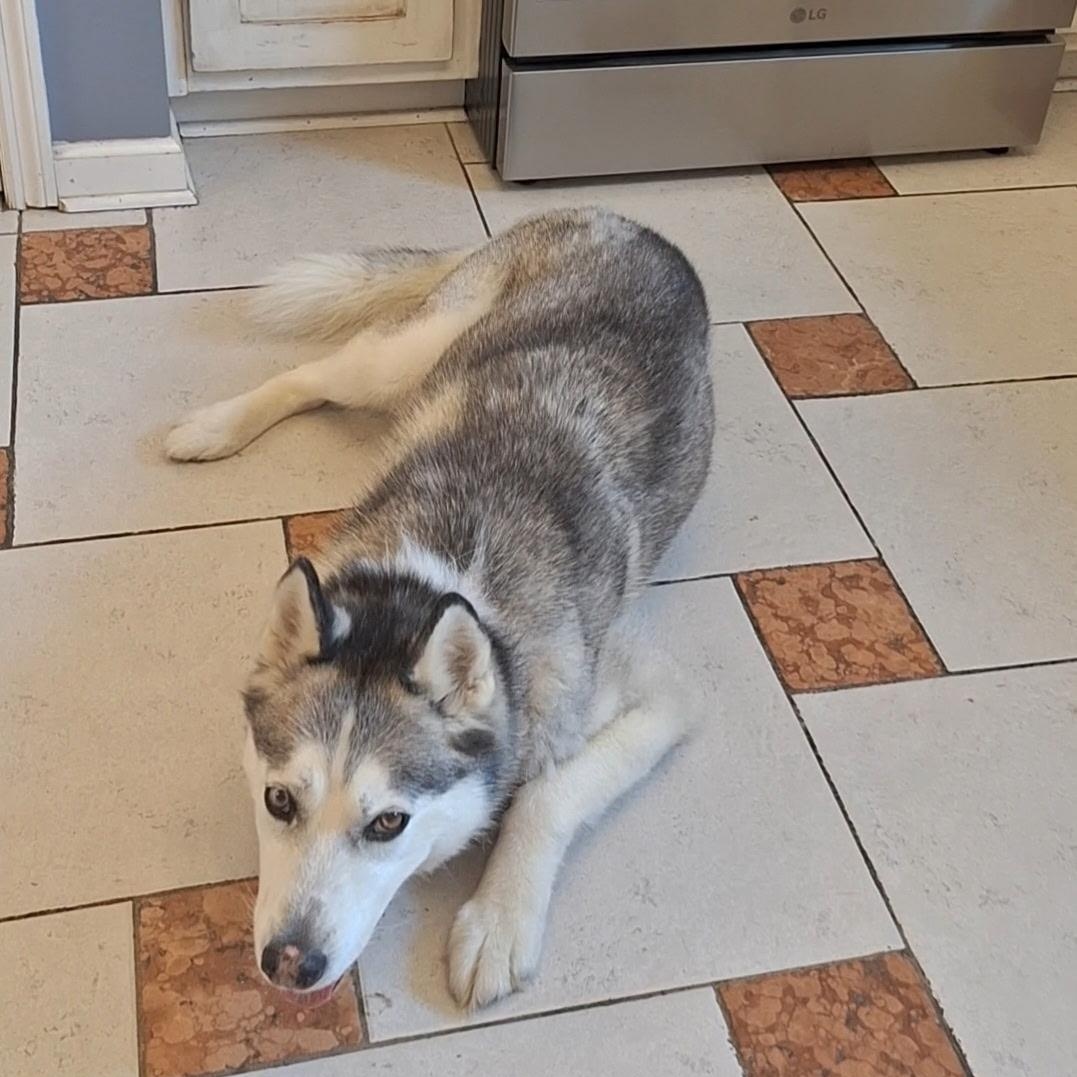 Enlarge Moxley, an adopted Siberian Husky in Brentwood, TN image 3/5