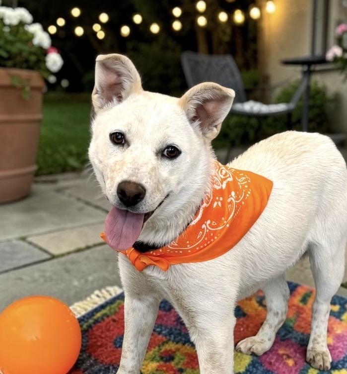 Enlarge Noelle, a ADOPTABLE mixed breed in Perry, IA image 3/5